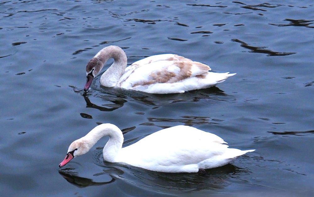 Photograph by Наталья Чумак