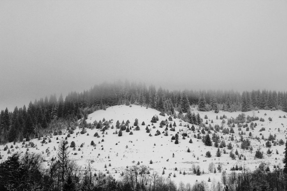 Photograph by Астафьева Анастасия