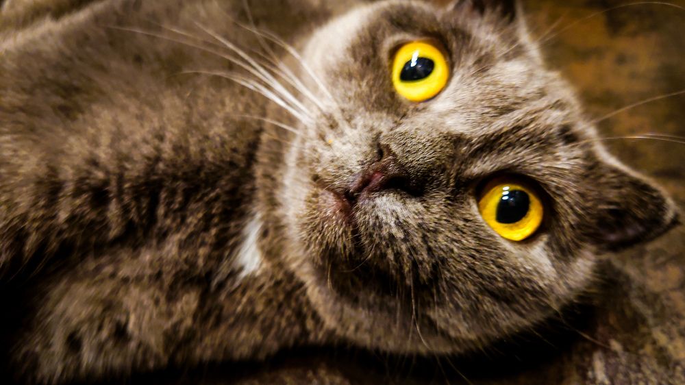 Фотография автора Elena Ku