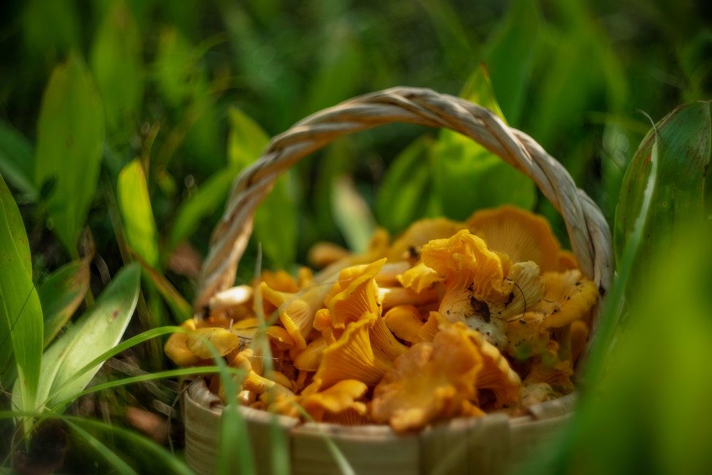 Photograph by Марина Зборацкая