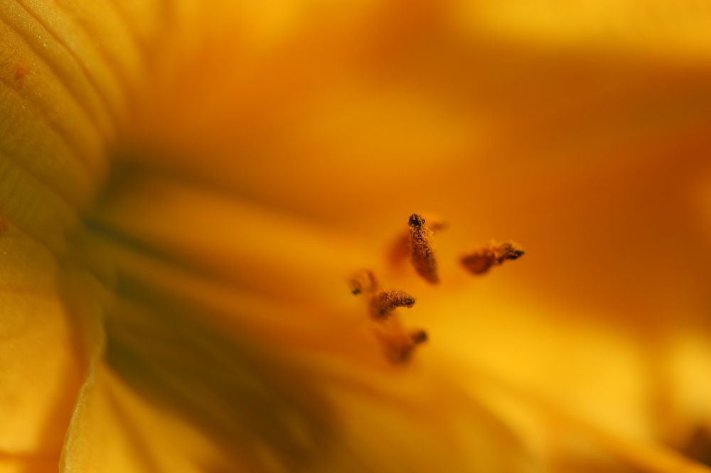 Photograph by Andrey Sensetic