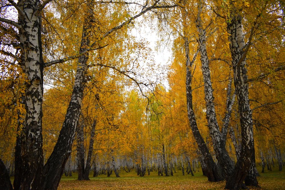 Photograph by Екатерина Скоропадова
