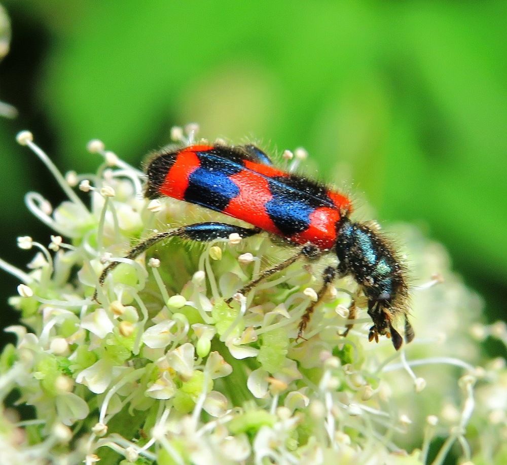 Пестряк пчелиный