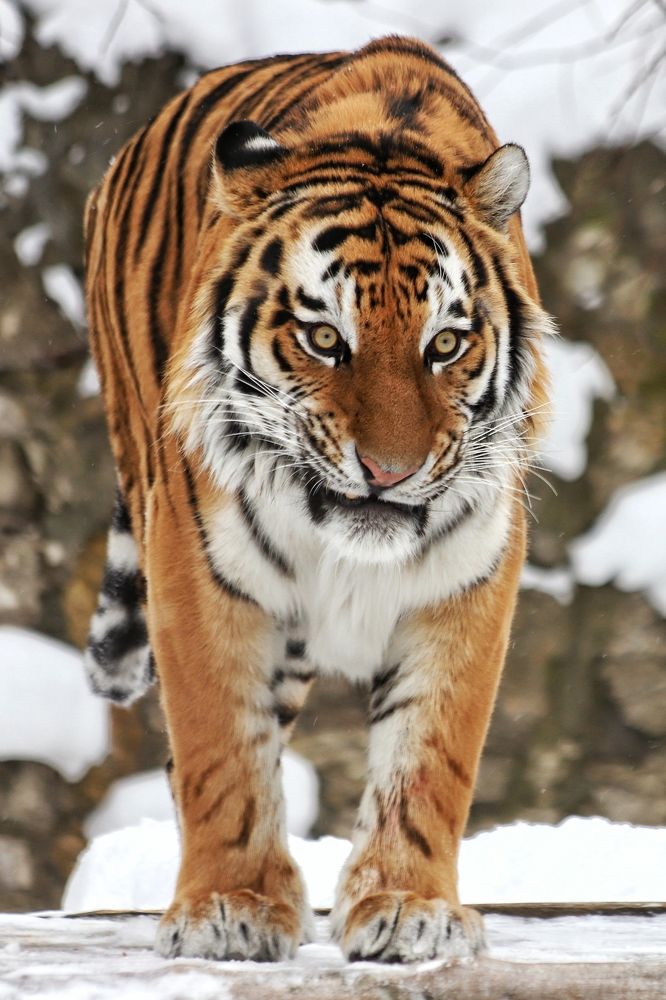 Фотография автора Елена Кириллова