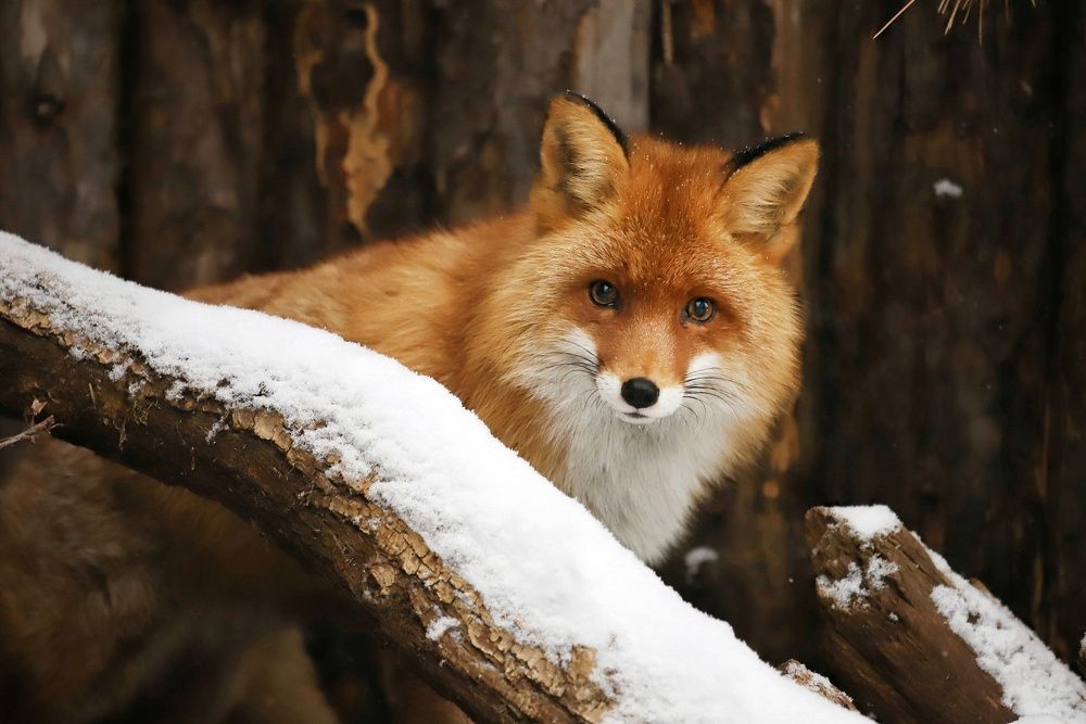 Photograph by Елена Кириллова