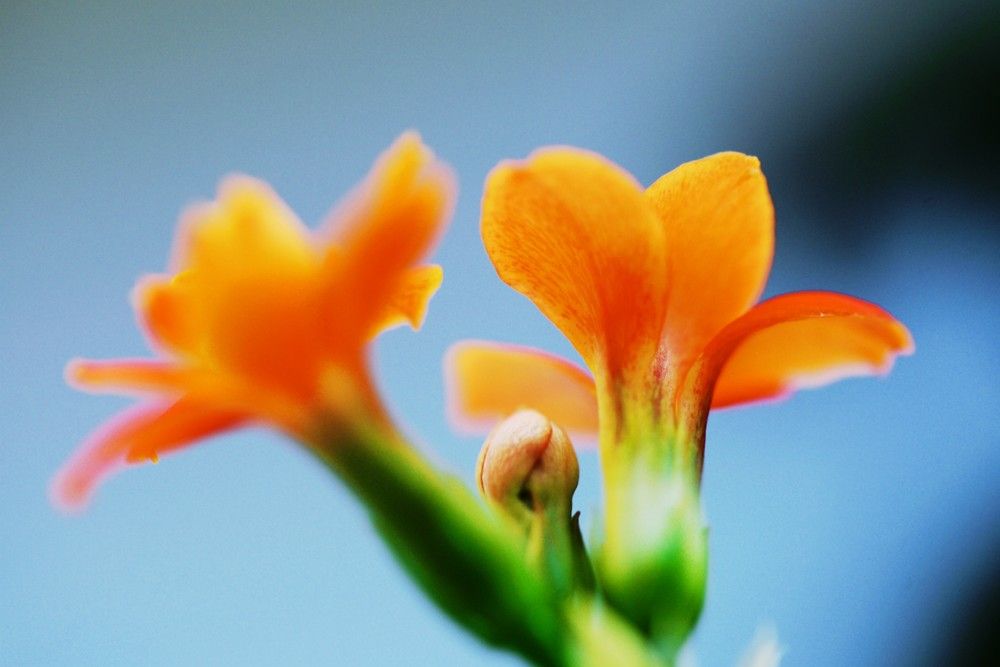 Photograph by Ксения Шилина