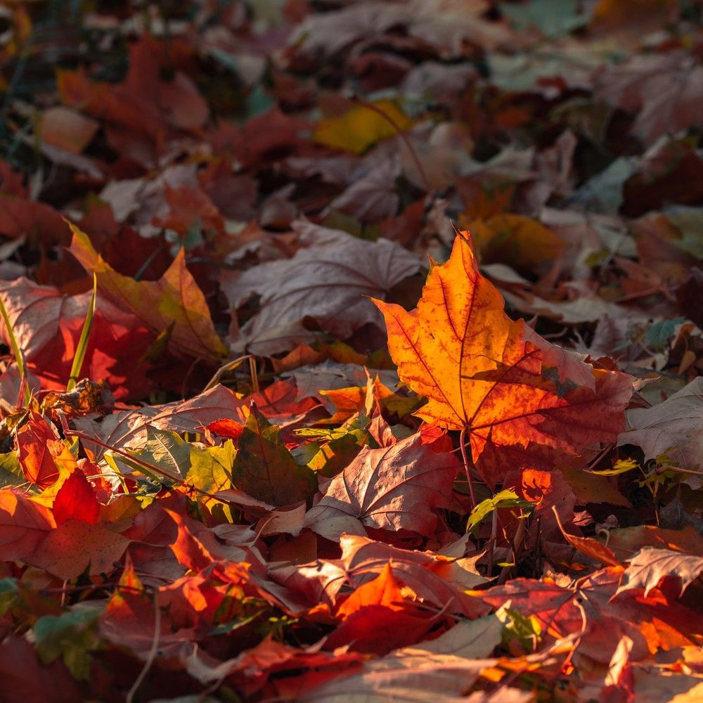 Photograph by Ксения Шилина