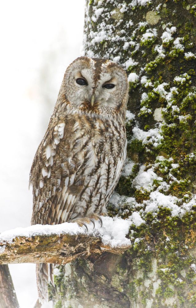 Curious tawny owl