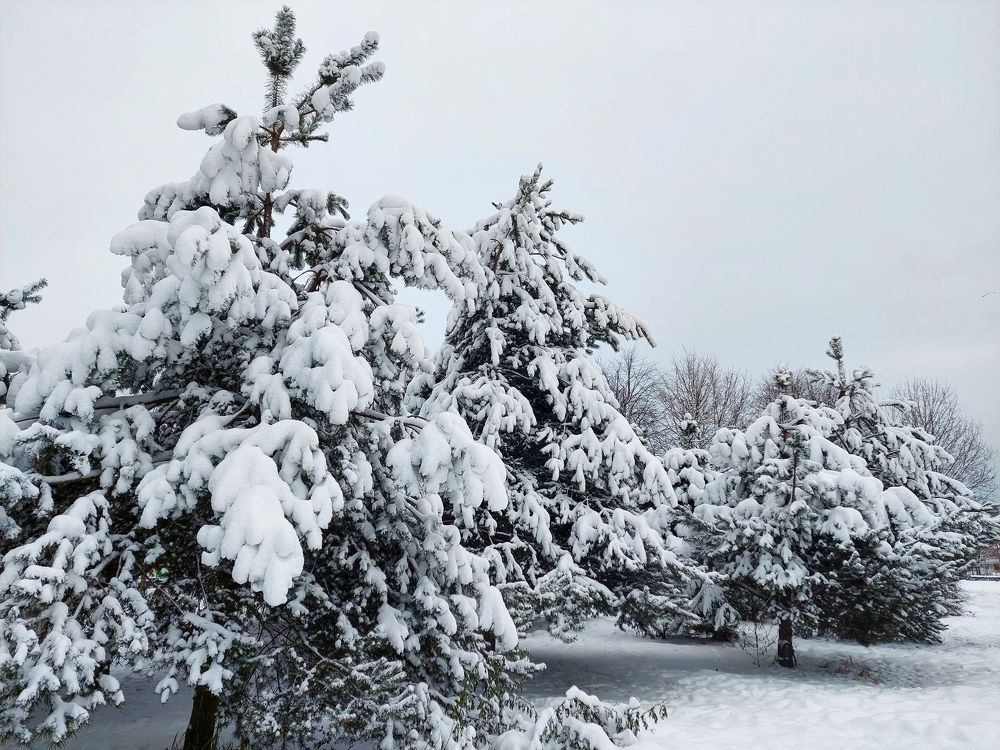 Фотография автора Светлана Дунаева