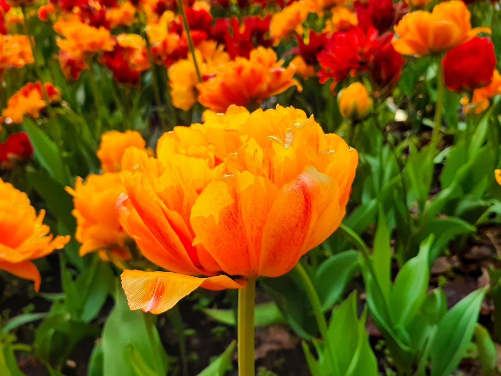 Фотография автора Светлана Дунаева