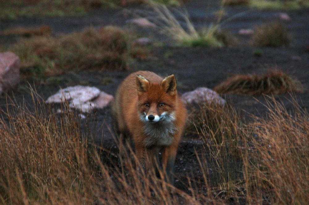 Фотография автора Светлана Терехова
