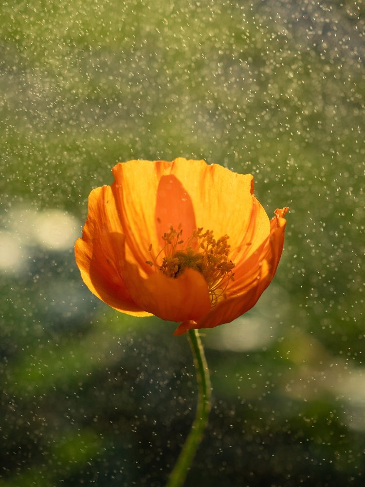 Photograph by Ксения Ершова