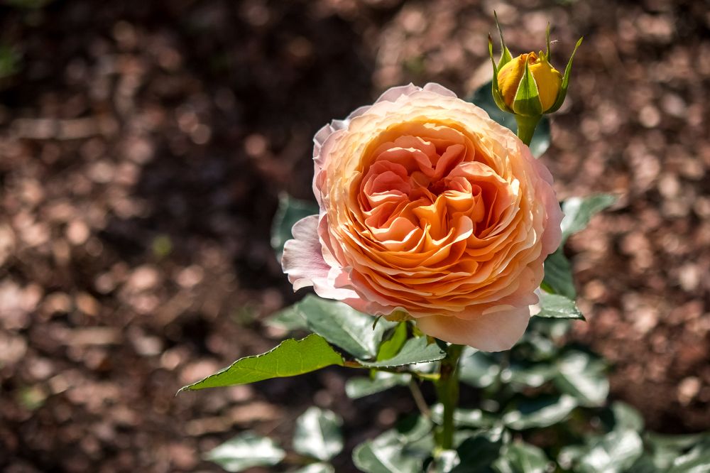 Photograph by Татьяна Байкова