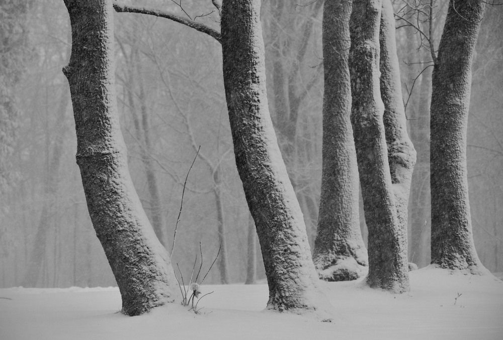 Photograph by Юрий Яковлев