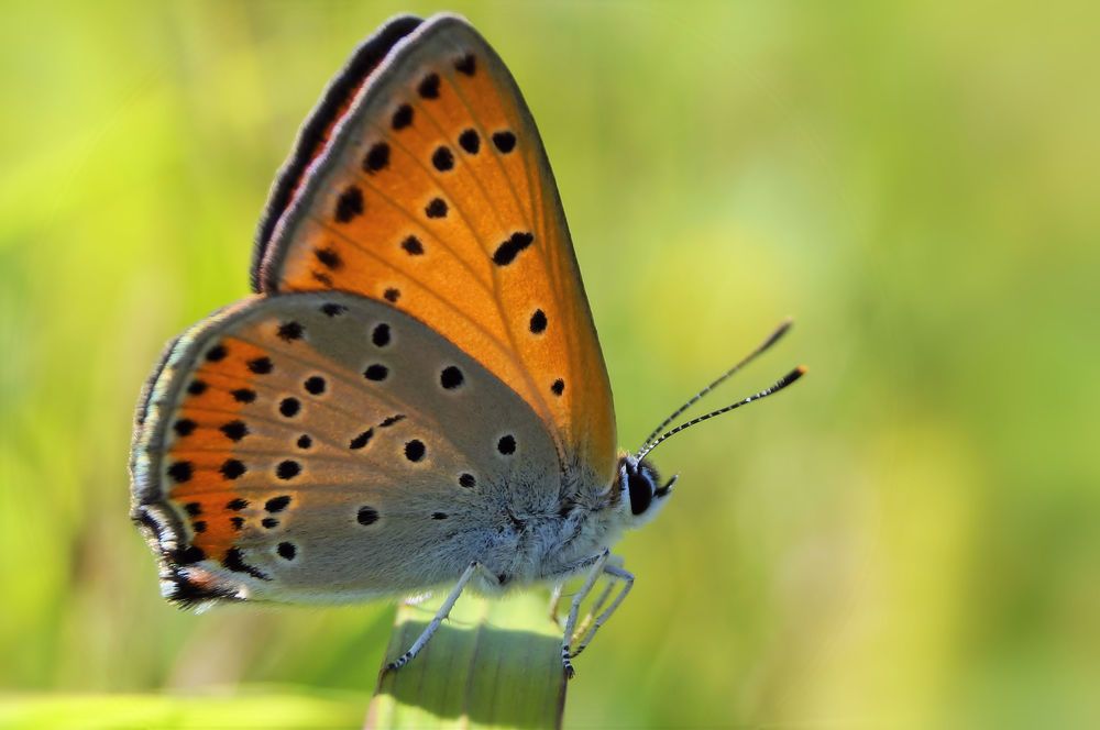Photograph by Ольга Слугина