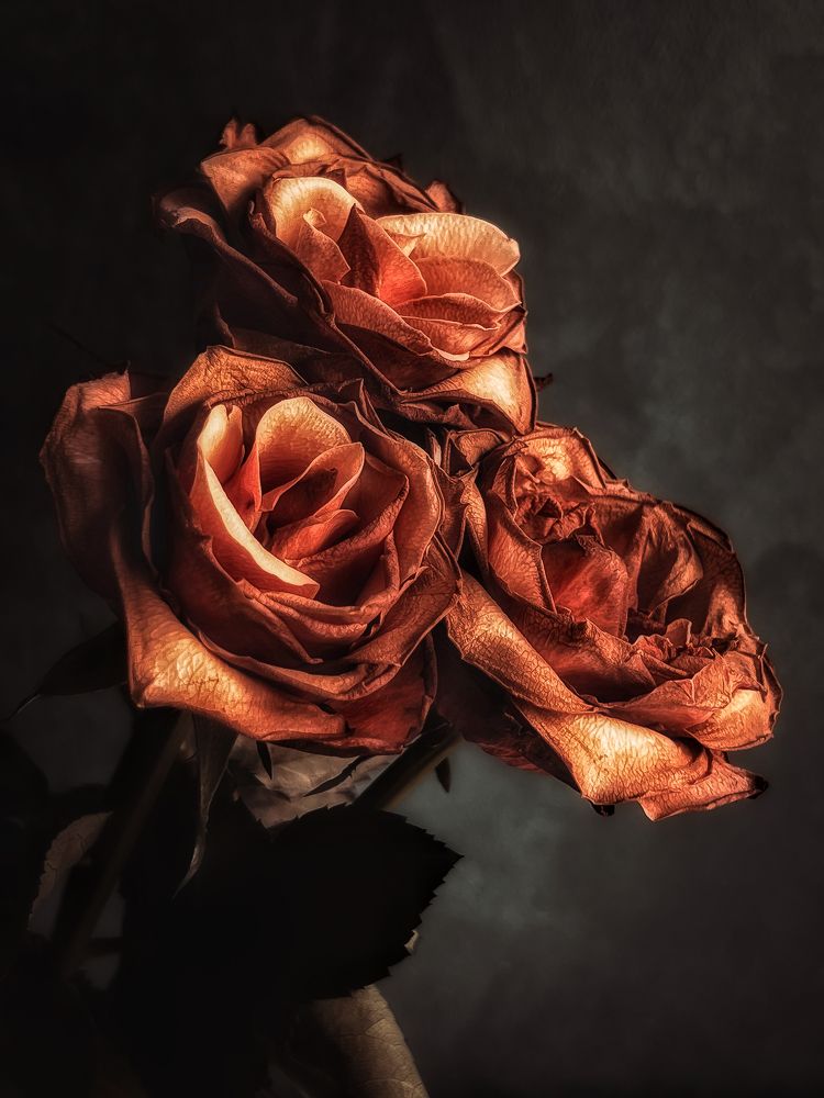 Photograph by Anya Lo