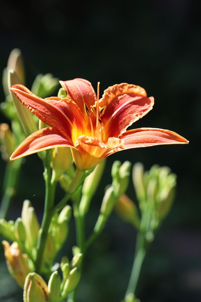 Photograph by Елена Тимченко