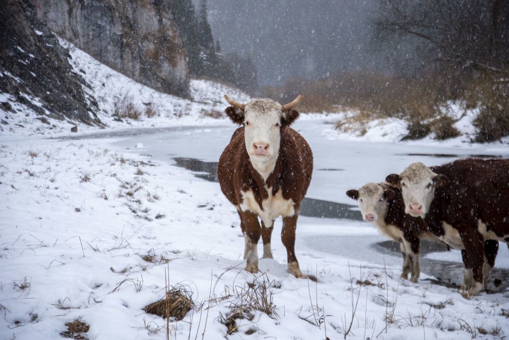 Суровые Уральские бычки