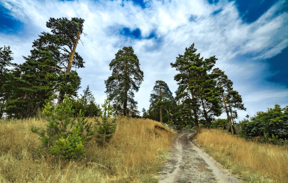 Дорожка в сосновый бор