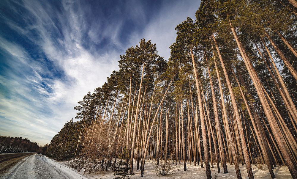Корабельные сосны