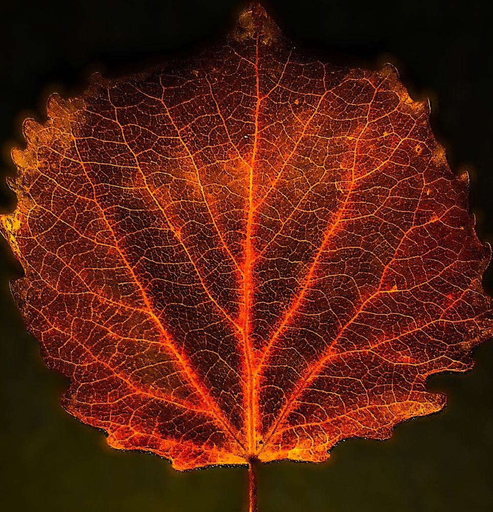 Photograph by Ева Кучугурова