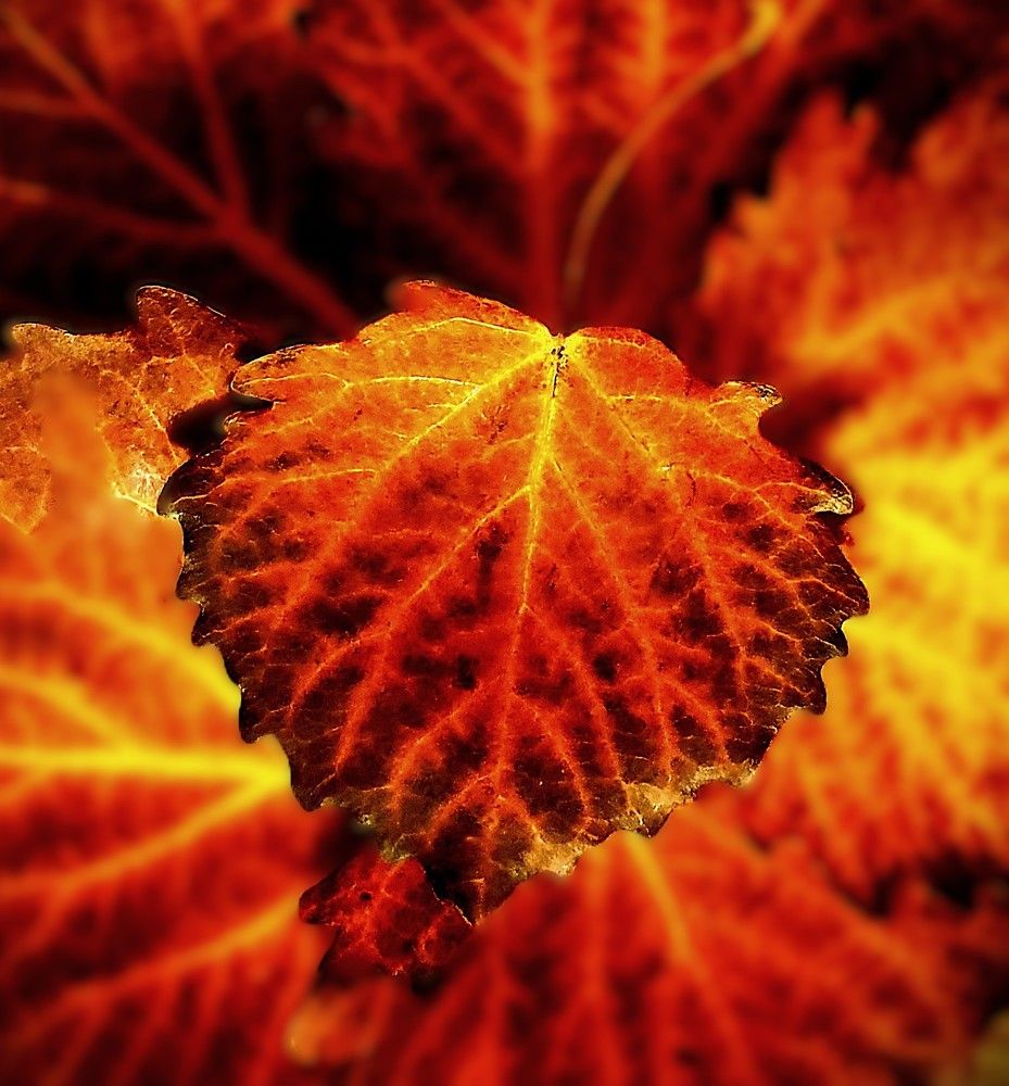 Photograph by Ева Кучугурова