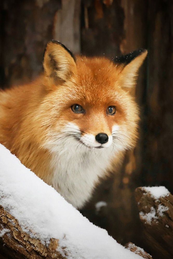 Фотография автора Елена Кириллова