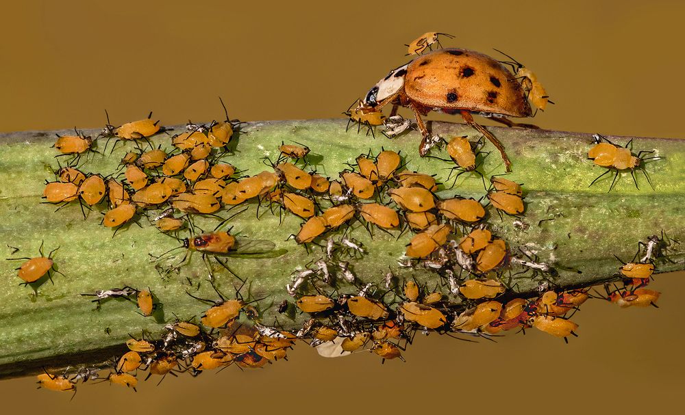 Photograph by Mario Fiorucci