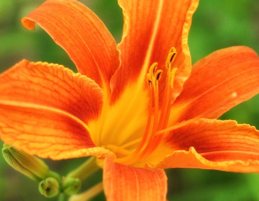 Фотография автора Ольга Беликова