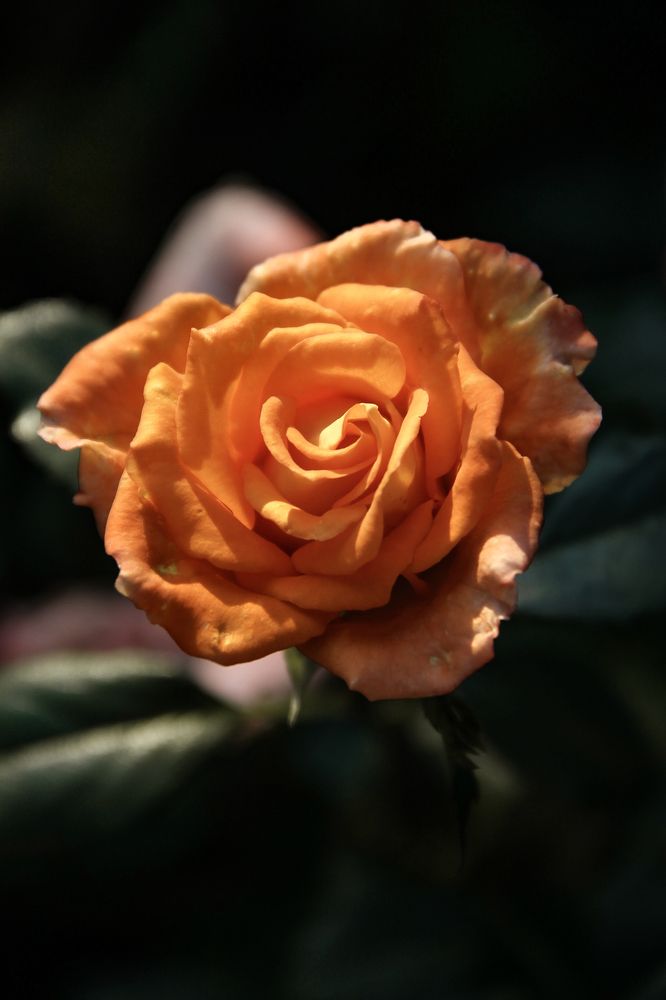 Photograph by Анастасия Псарёва