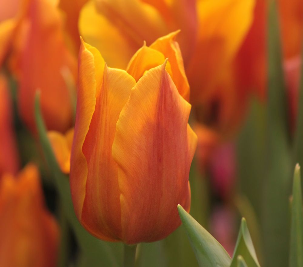 Photograph by Ольга Заповедная