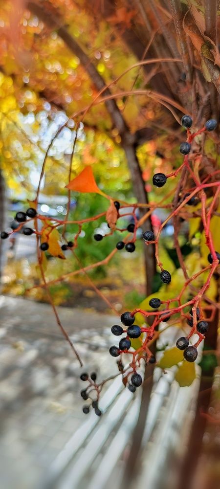 Photograph by Алла Холодова