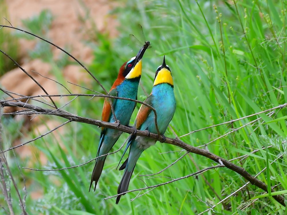 Золотистая щурка