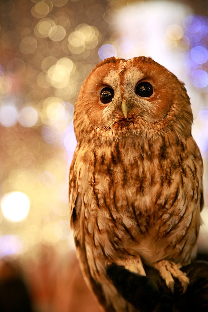 Фотография автора Владимир Ходаковский