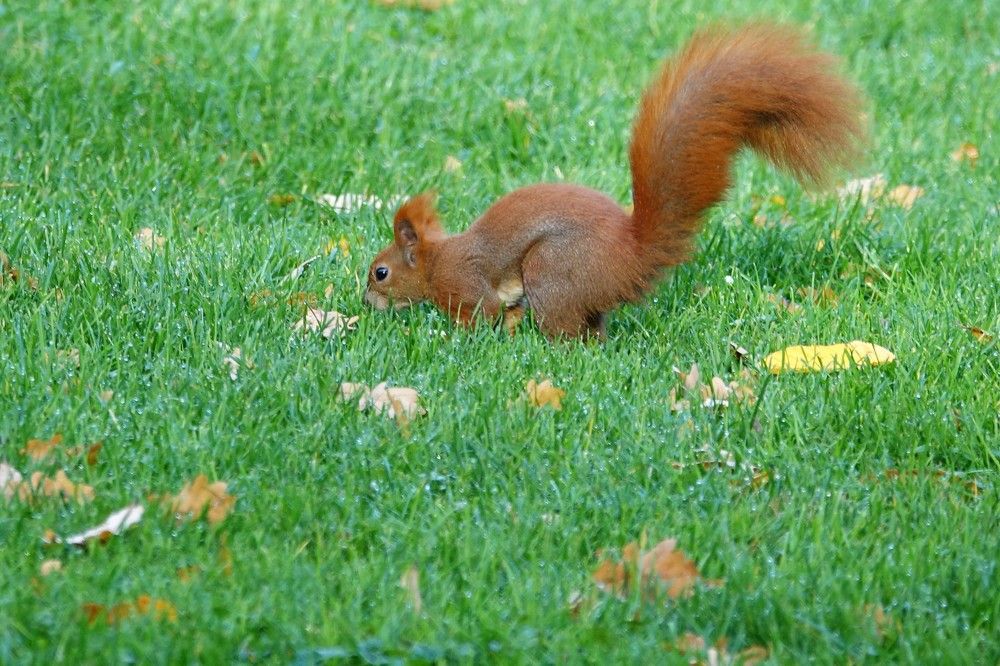 Photograph by jelena konickaja
