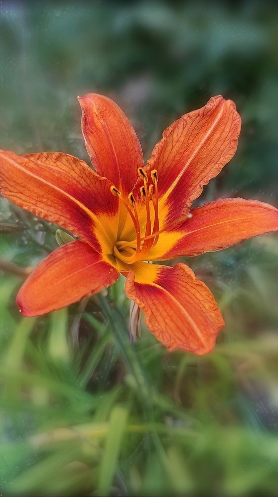 Photograph by Алла Холодова