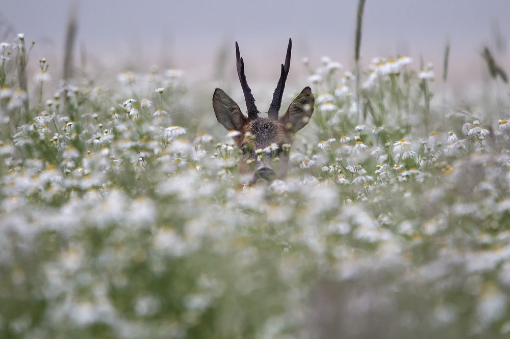 Photograph by Marcin Parzybut