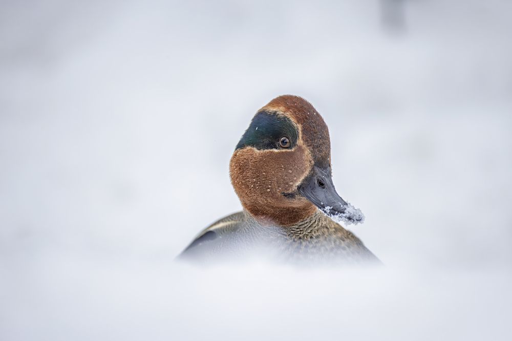 Photograph by Дмитрий Крошка
