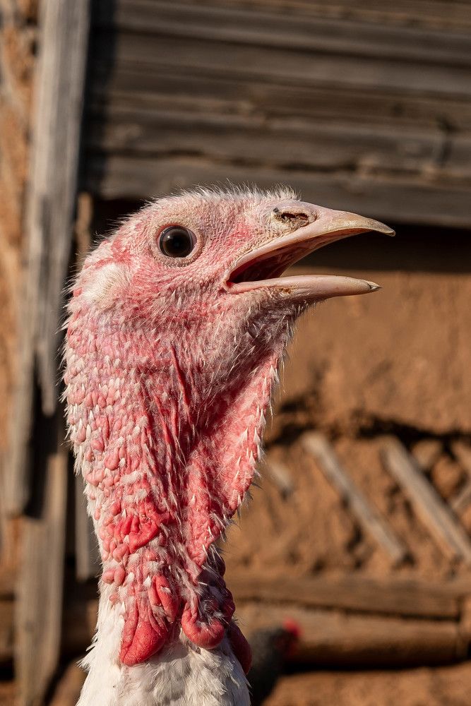 Фотография автора Карина Шарова