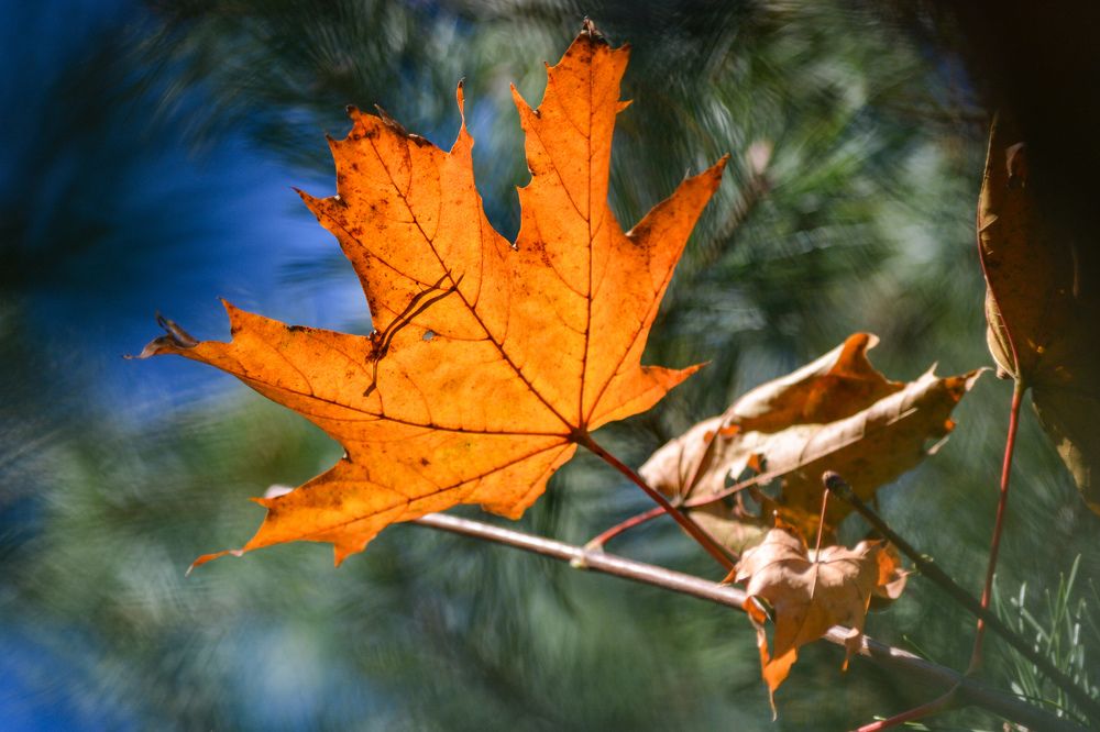 Photograph by Анастасия Гурова