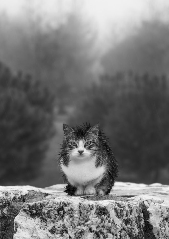 Photograph by Mohammed Alfuqaha