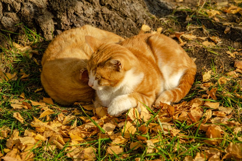 Рыжее сердечко