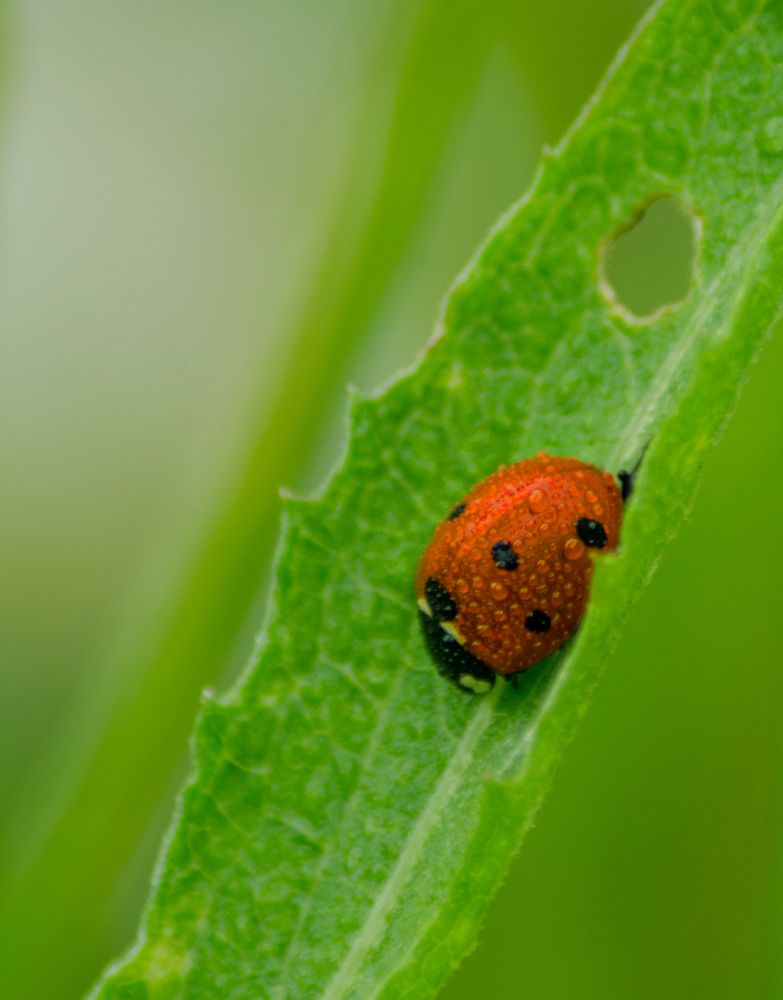 Photograph by Ольга Заповедная
