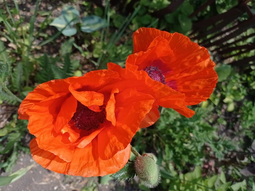 Photograph by Ирина Марченко