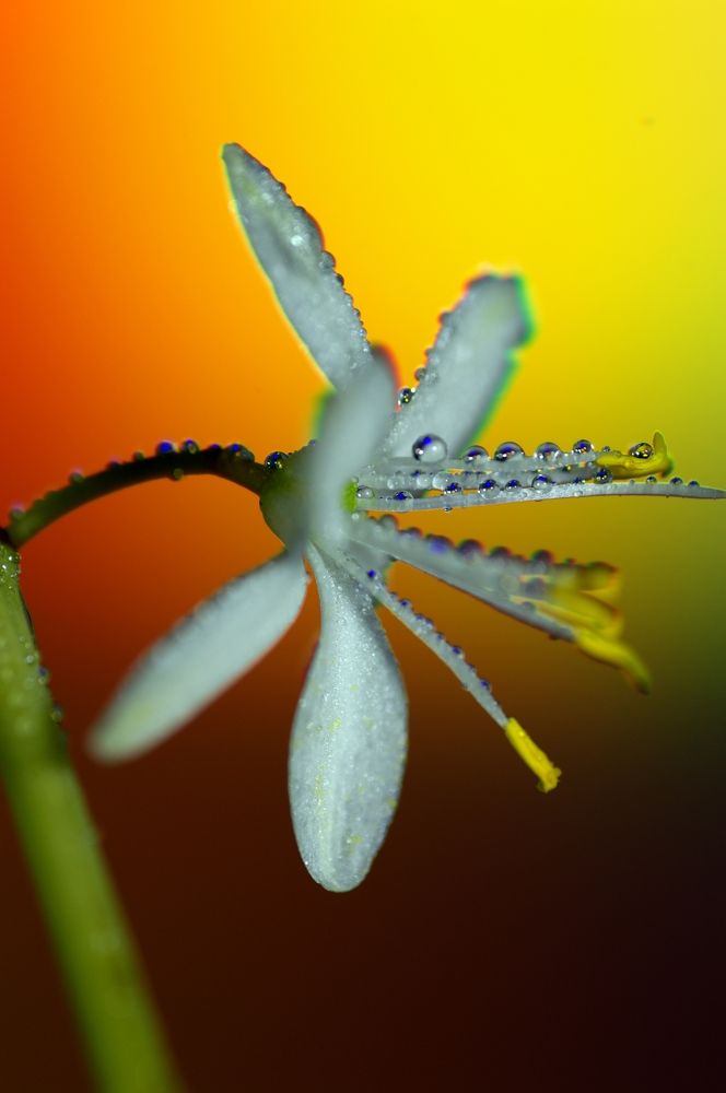 Хлорофитум