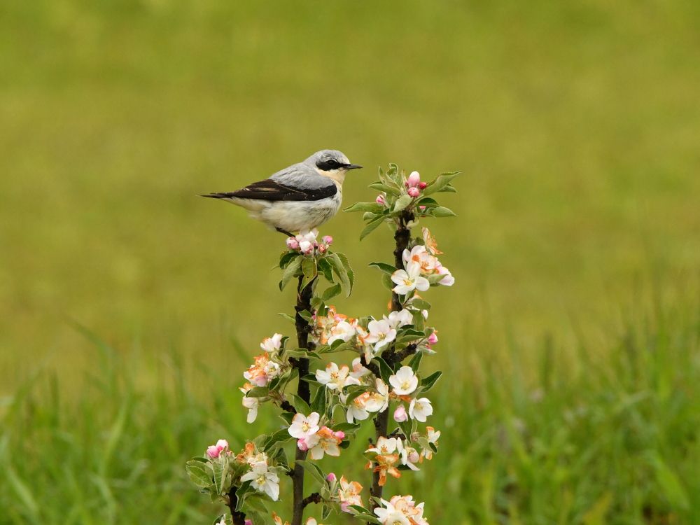 Каменка на яблоньке