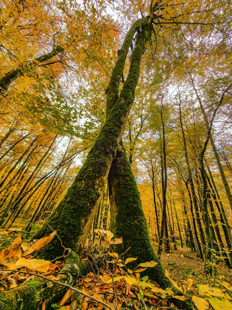 Photograph by Евгений Симион