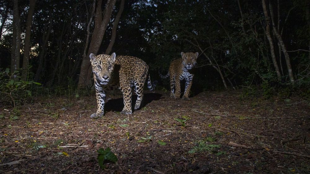 Photo #11522926