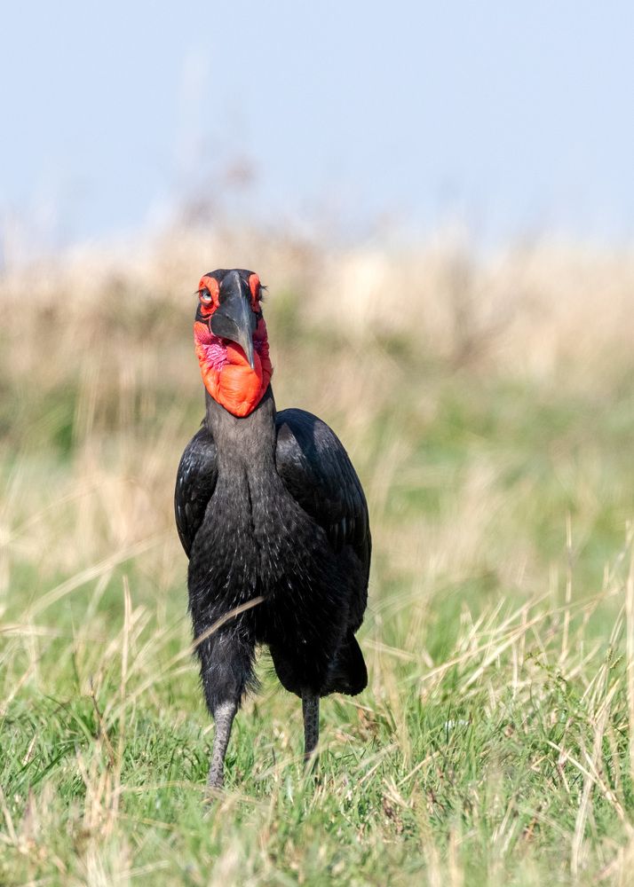 From under the earth to the mouth- journey of an insect