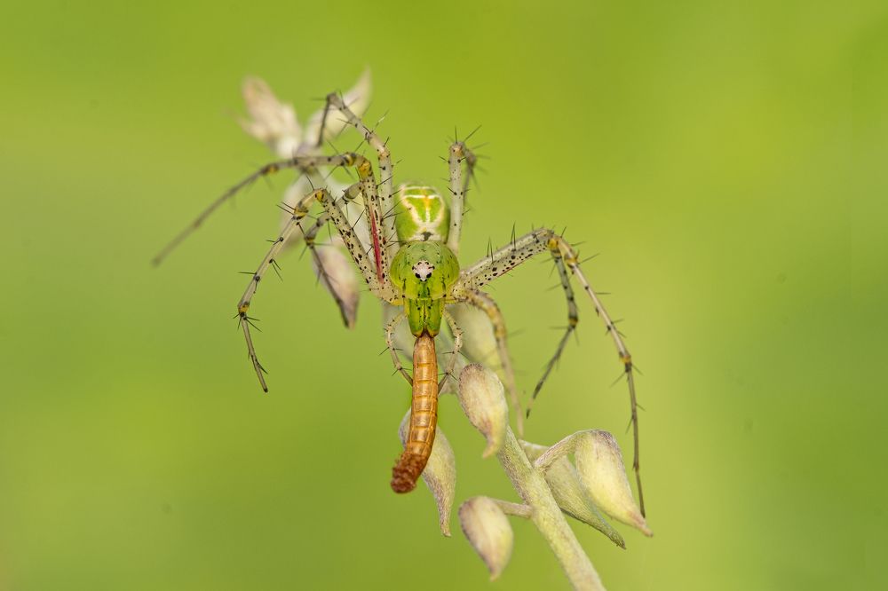 Green lynx spider catch beetle larva